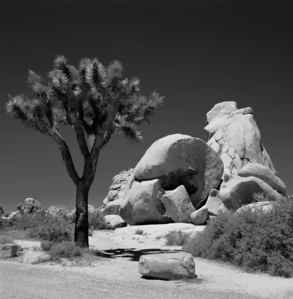 Národní Park Joshua Tree Poušť — Stock fotografie