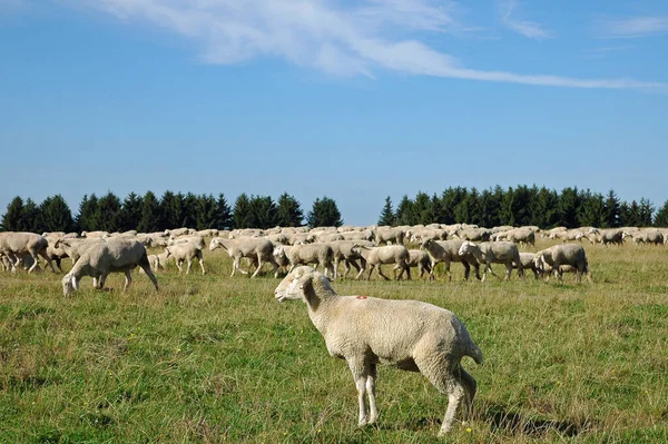 Háziasított Juh Legelőn — Stock Fotó