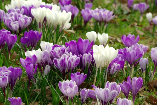 Crocus Virágok Szirmok Tavaszi Növény — Stock Fotó