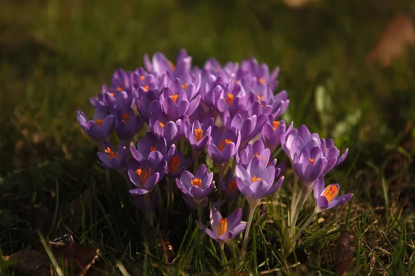 Crocus Crocus Flowers Spring Flora Petals — Stock Photo, Image