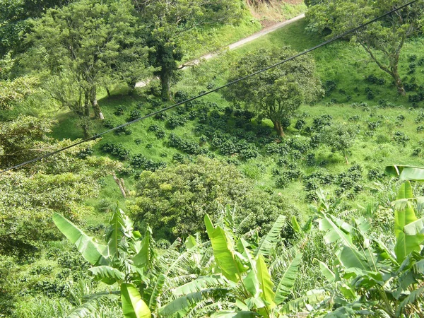 Zelený Čaj Plantáž Džungli — Stock fotografie