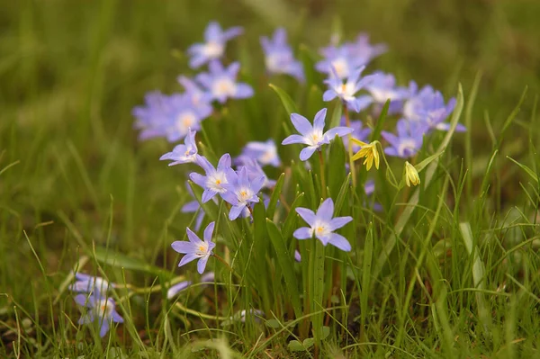 草地上美丽的紫色花朵 — 图库照片
