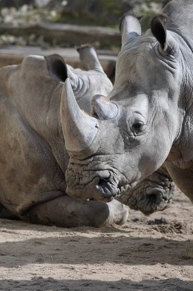 African Horned Rhino Animal Flora Fauna African Horned — Stock Photo, Image