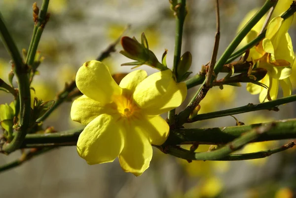 Kvetoucí Strom Magnolia Jaře — Stock fotografie