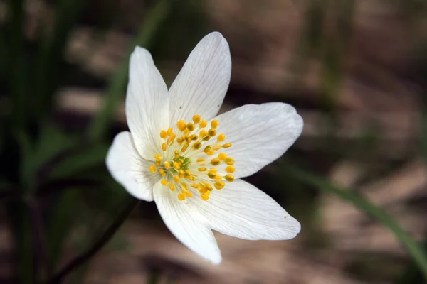 Spring Flora Nature Botany — Stock Photo, Image