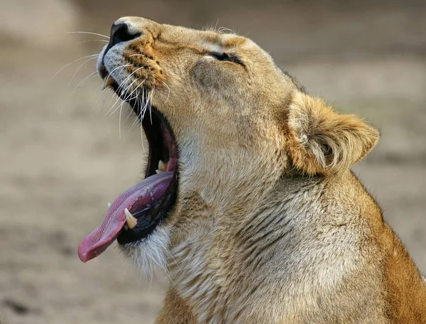 Roofdier Leeuwenkattenjager — Stockfoto