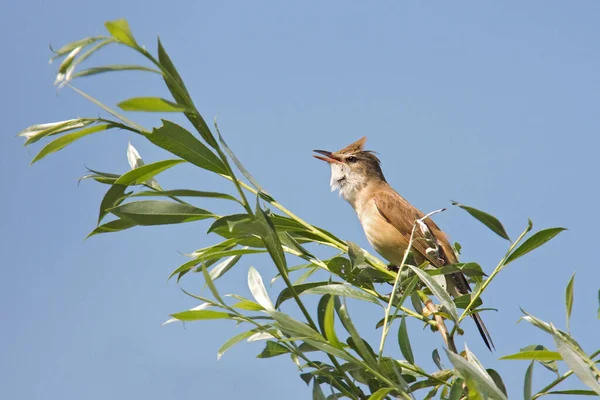 Vue Panoramique Bel Oiseau Nature — Photo