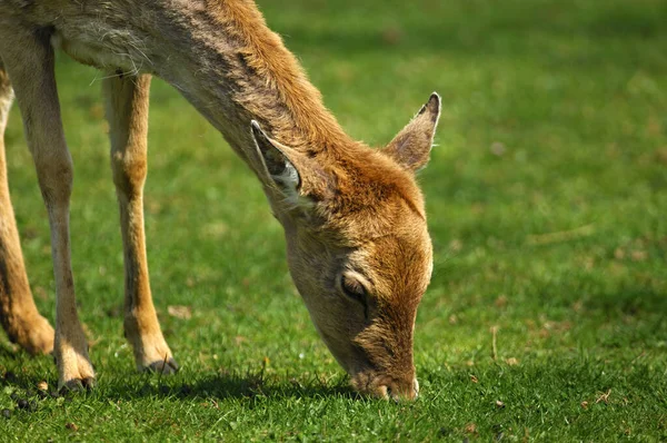 Een Kangoeroe Het Gras — Stockfoto