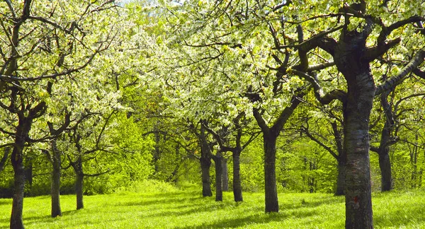 Cherry Plantation Spring Trees — Stock Photo, Image