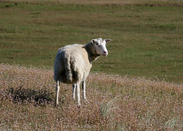 Sylt Niemiecka Wyspa Archipelagu Fryzyjskim Morzu Północnym — Zdjęcie stockowe