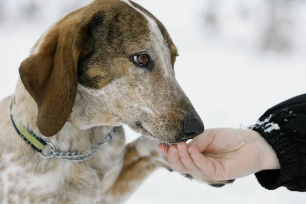 Portrait Cute Dog — Stock Photo, Image