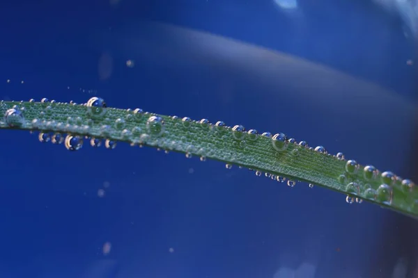 草茎上的气泡 — 图库照片