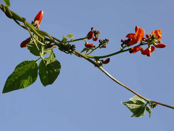 Φασόλι Φωτιάς Phaseolus Cocineus — Φωτογραφία Αρχείου