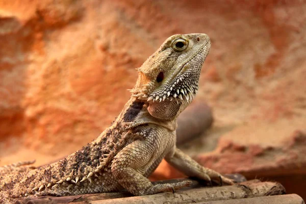 Close Lizard Rock — стоковое фото