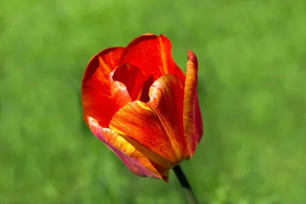 Malerischer Blick Auf Schöne Tulpenblumen — Stockfoto