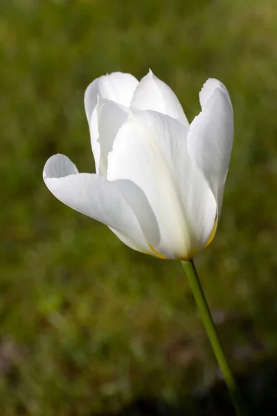 Vista Panorámica Hermosas Flores Tulipán — Foto de Stock