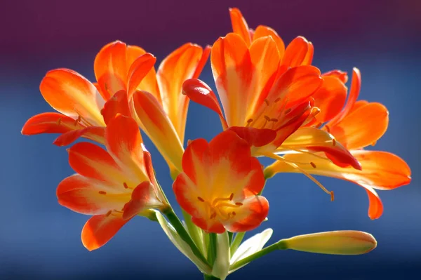 Schöne Blumen Blumiges Konzept Hintergrund — Stockfoto