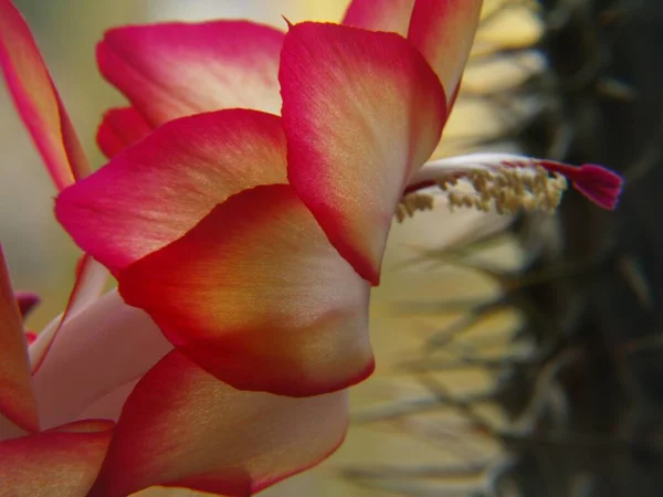 Кактус Блоссом Цветок Флора — стоковое фото