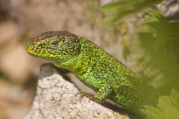 Primer Plano Lagarto Hábitat Concepto Salvajismo — Foto de Stock