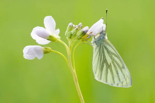 Gros Plan Bug Nature Sauvage — Photo