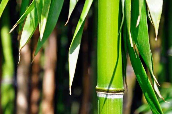 Bambustjälkar Med Gröna Blad — Stockfoto