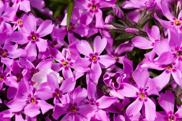 Kalk Polsternelke Hintergrund — Stockfoto