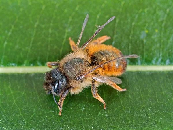 Close Beeld Van Bug Natuur — Stockfoto