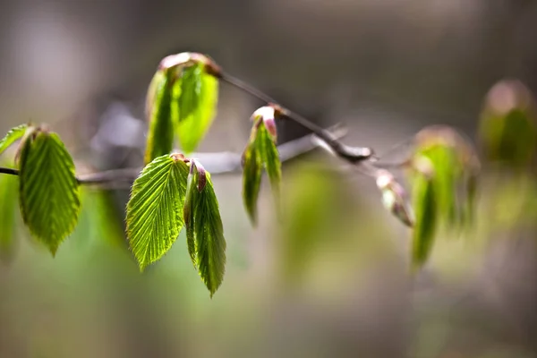 Hojas Verdes Cerezo Primavera — Foto de Stock