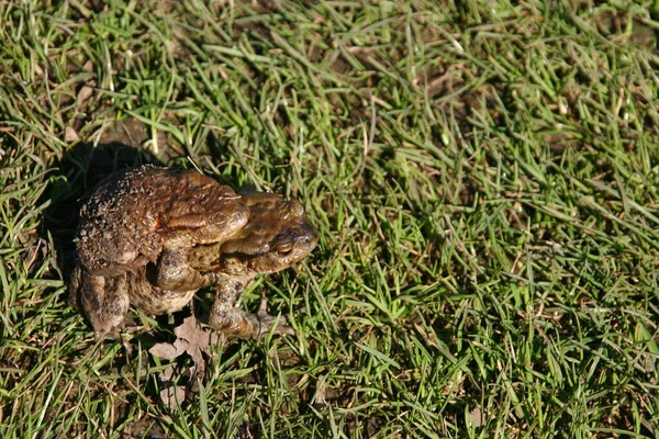 Crapauds Terre Migration Frai — Photo