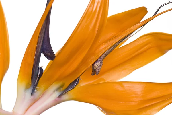 Sinaasappelbloem Strelitzia Vaste Plant — Stockfoto