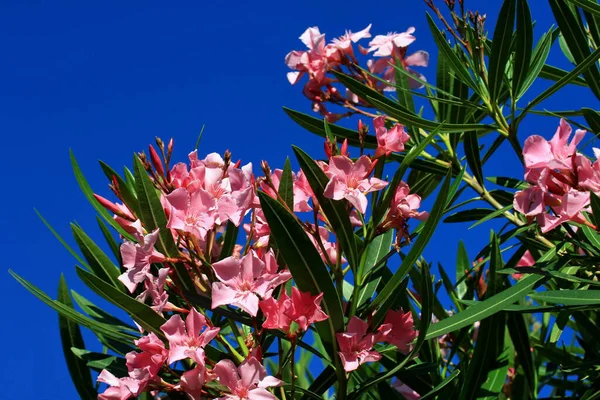 Bellissimi Fiori Sfondo Concetto Floreale — Foto Stock