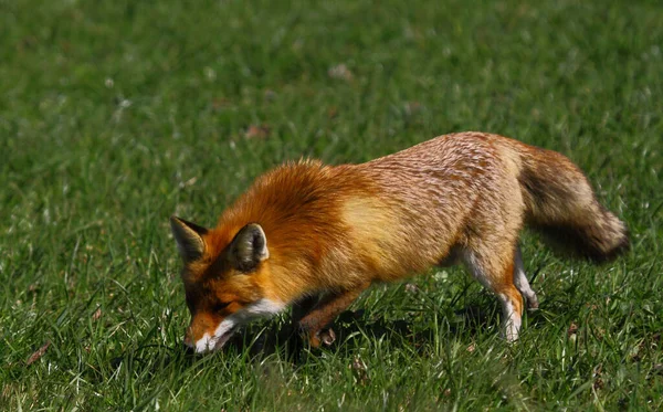 Κόκκινη Αλεπού Στη Φύση Vulpes Vulpes — Φωτογραφία Αρχείου