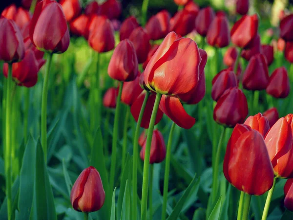 Krásné Tulipány Jarní Květiny — Stock fotografie