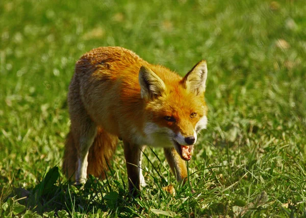 Raposa Vermelha Natureza Vulpes Vulpes — Fotografia de Stock