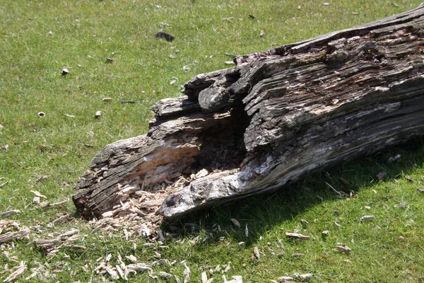 Ağaç Gövdesi Kabuğu Tahta Kereste — Stok fotoğraf