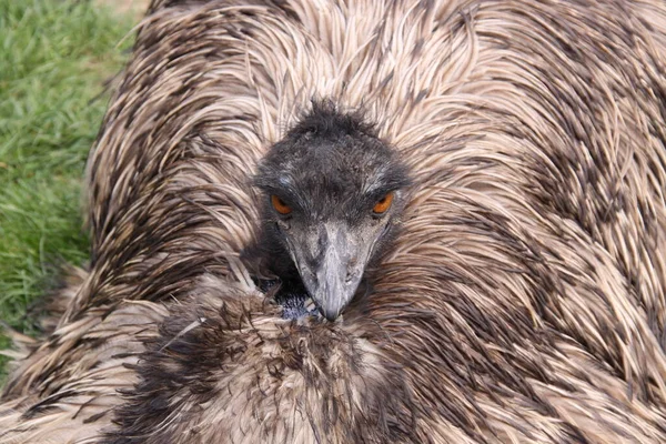 Vacker Utsikt Över Vackra Strutsar Naturen — Stockfoto