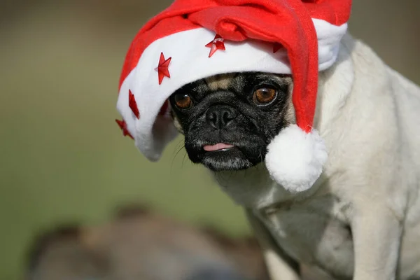 Portrait Cute Dog — Stock Photo, Image