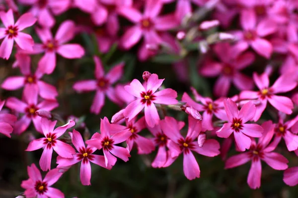 Rosafarbene Blumen Garten — Stockfoto