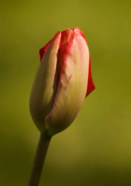 Ανθισμένα Άνθη Τουλίπας Ανοιξιάτικη Χλωρίδα — Φωτογραφία Αρχείου