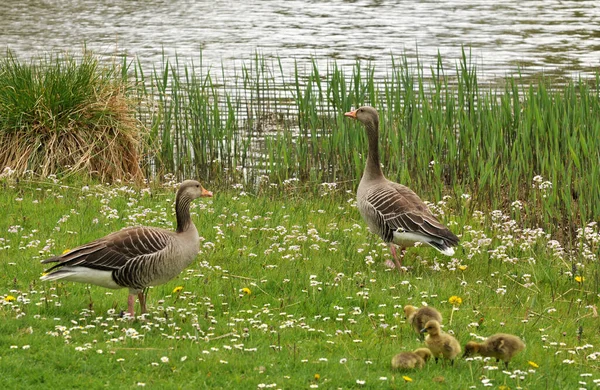 Vue Panoramique Bel Oiseau Nature — Photo