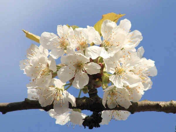 春には桜や花が咲き — ストック写真