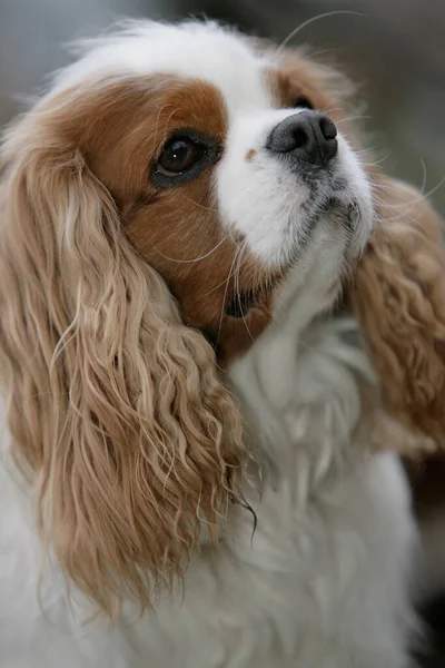 Portret Van Een Schattige Hond — Stockfoto