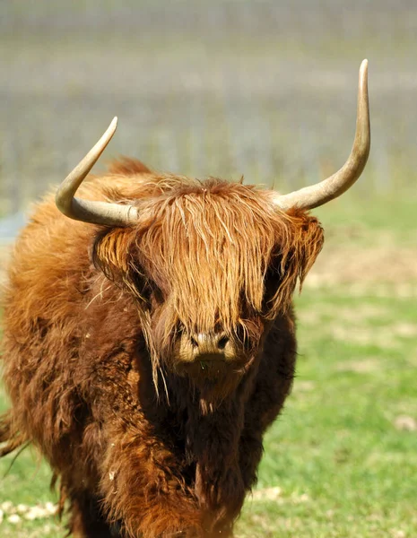 Cow Scottish Highland Cattle — Stock Photo, Image