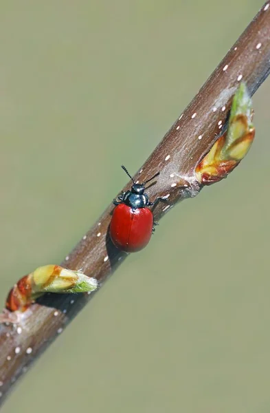 Gros Plan Bug Nature Sauvage — Photo