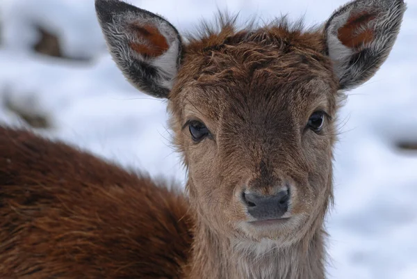 Close Deer Snow — Stock Photo, Image