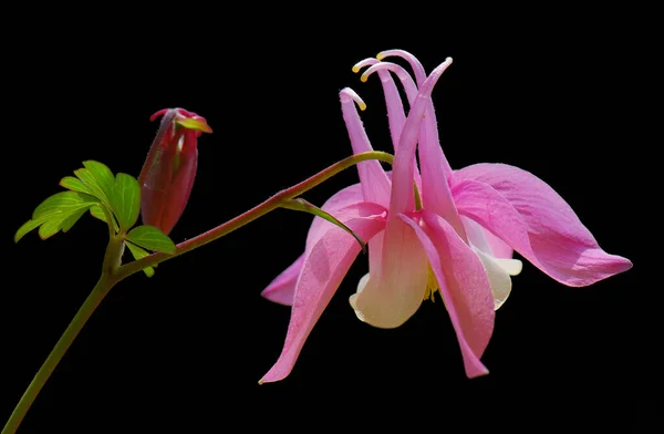 Columbine Pétalos Flores Grannys Capó Columbina —  Fotos de Stock