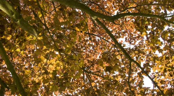 Tree Foliage Floral Leaves — Stock Photo, Image