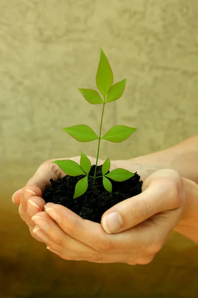 Handen Met Beschermende Delicate Plant — Stockfoto