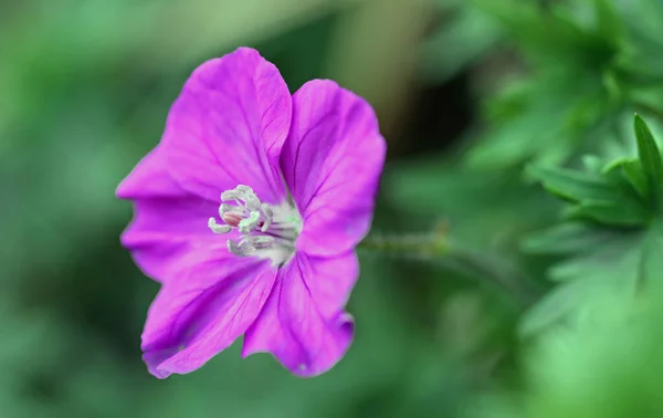 Campo Pétalos Flores Planta Jardín —  Fotos de Stock