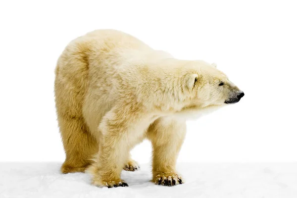 Bianco Predatore Dell Orso Polare — Foto Stock